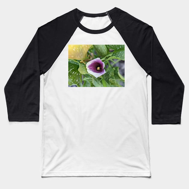 Calla Lily in Leaves Baseball T-Shirt by AustaArt